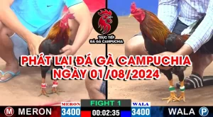 phát lại đá gà campuchia 01/08/2024