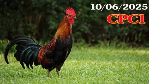 Full Video Clip Đá Gà Trực Tiếp C1 Ngày 10/06/2025