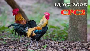 Clip Đá Gà Thomo C2 Hôm Nay 13/07/2025