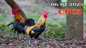 Full Clip Đá Gà Campuchia C3 Ngày 06/07/2025