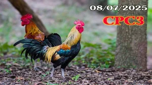 Tổng Hợp Clip Đá Gà Thomo C3 Ngày 08/07/2025