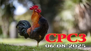 Phát Lại Đá Gà Thomo Hôm Nay C3 Ngày 06/08/2025