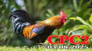 Phát Lại Đá Gà Thomo C2 Hôm Nay Ngày 03/08/2025