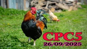 Clip phát lại đá gà Thomo hôm nay c5 26/09/2025