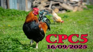 Full trận đá gà trực tiếp C5 Thomo hôm nay 16/09/2025