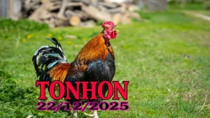 Clip phát trực tiếp đá gà Tonhon ngày 22122025