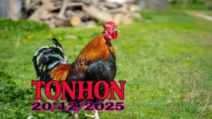 Trực Tiếp Đá Gà Tonhon 20122025 Full Trận Trong Ngày