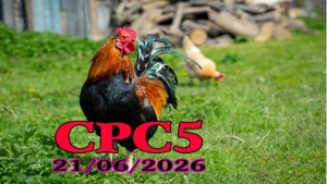 Clip Đá Gà Thomo CPC5 Ngày 21062026