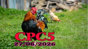 Clip đá gà Thomo CPC5 ngày 27062026