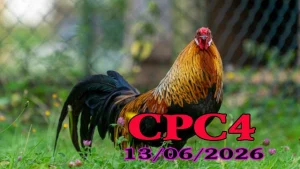 Tổng Hợp Video Đá Gà Thomo CPC4 Ngày 13062026