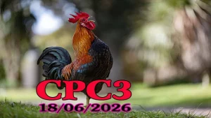 Tổng Hợp Video Đá Gà Trực Tiếp CPC3 Ngày 18062026