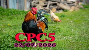 Full Video Đá Gà Trực Tiếp CPC5 Hôm Nay 22072026