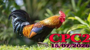 Xem Video đá gà Thomo CPC2 ngày 15072026